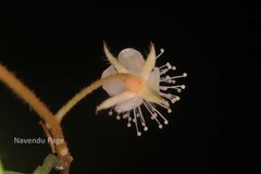 Meteoromyrtus wynaadensis